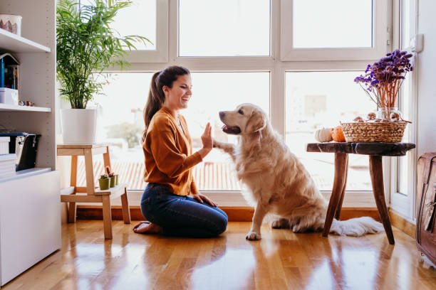 Stop Excessive Barking with No Barking Device